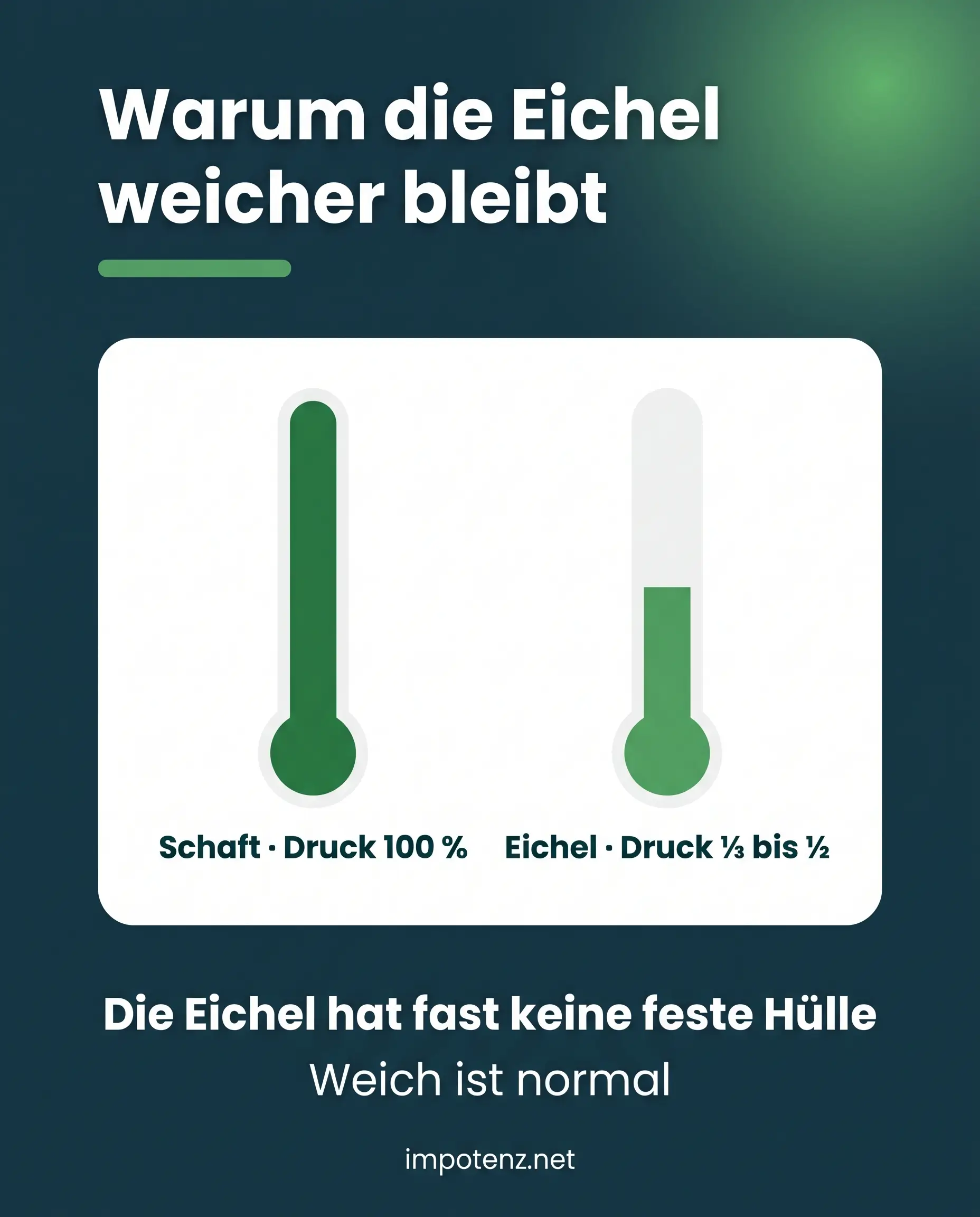 Infografik Druck in Schaft und Eichel: Eichel erreicht nur ein Drittel bis halb so viel Druck, weich ist normal