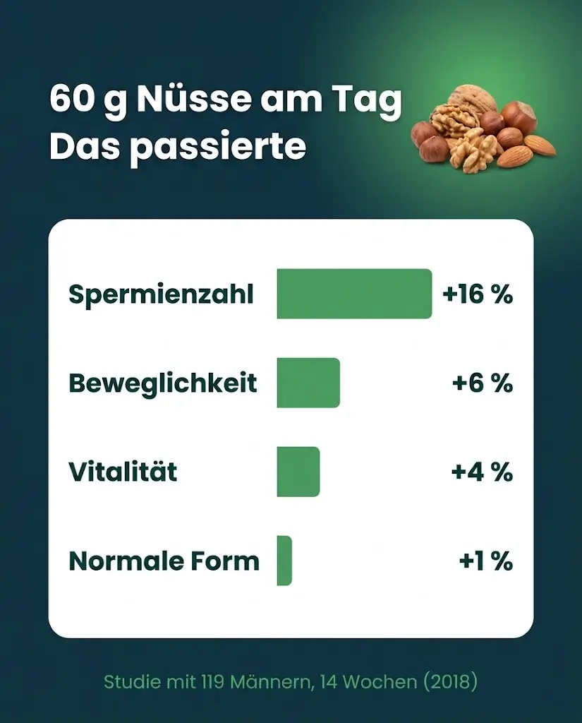 Spermienqualität verbessern mit Nüssen: Ergebnisse der FERTINUTS-Studie als Balken-Infografik