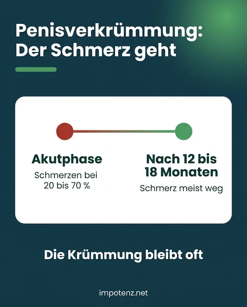 Infografik Penisverkrümmung: Schmerzen in der Akutphase bei 20 bis 70 Prozent, nach 12 bis 18 Monaten meist weg