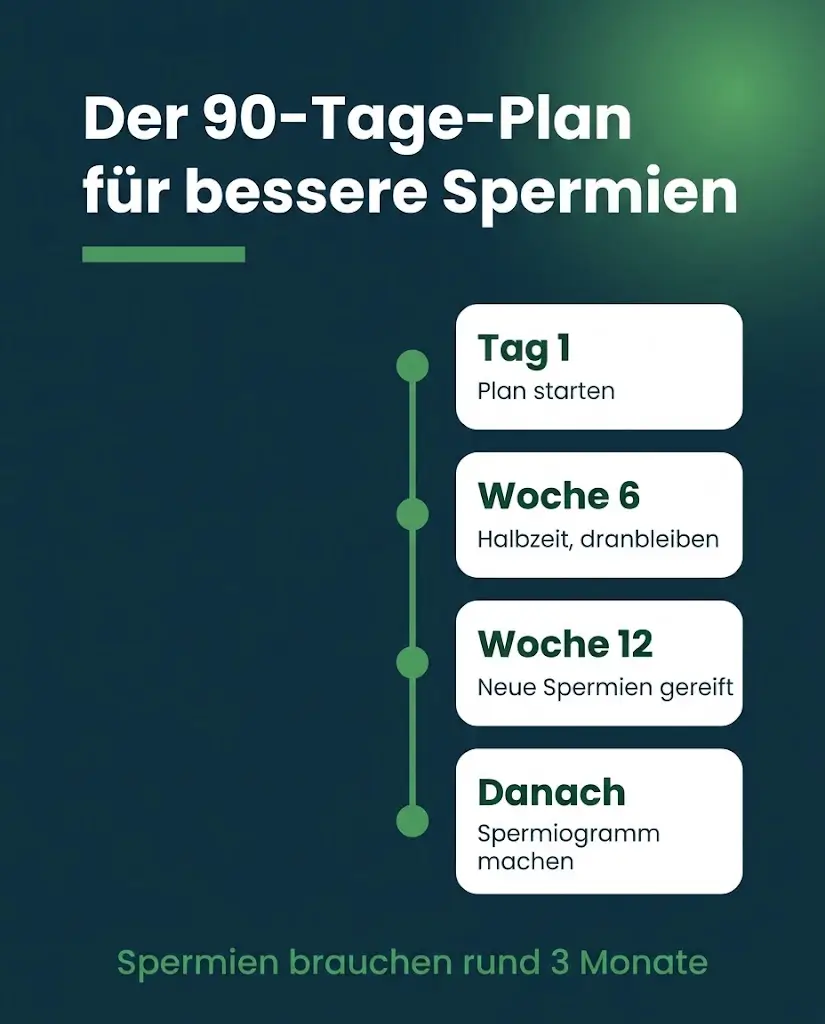 90-Tage-Plan um die Spermienqualität zu verbessern als Zeitstrahl-Infografik